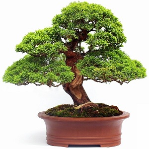 marczika bonsai kerteszet erd hungary bonsai studio